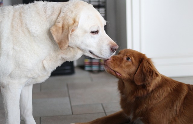 Dois cães se cumprimentando dentro de casa