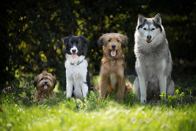 Cães de diferentes raças sentados lado a lado no gramado