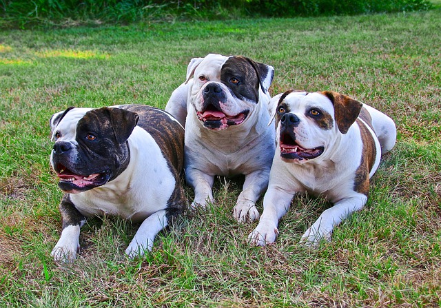 Três cães deitados juntos no gramado