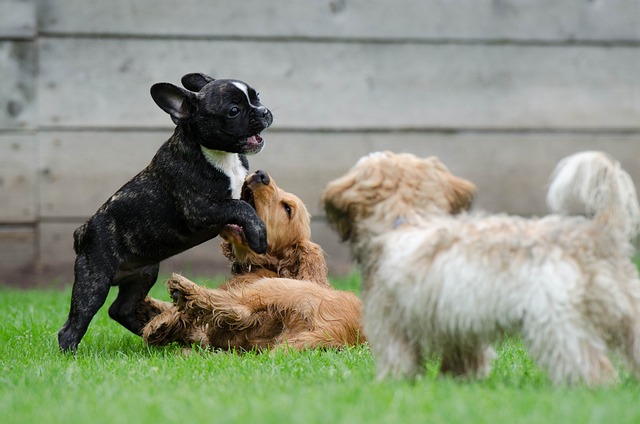 Cães brincando e socializando na grama