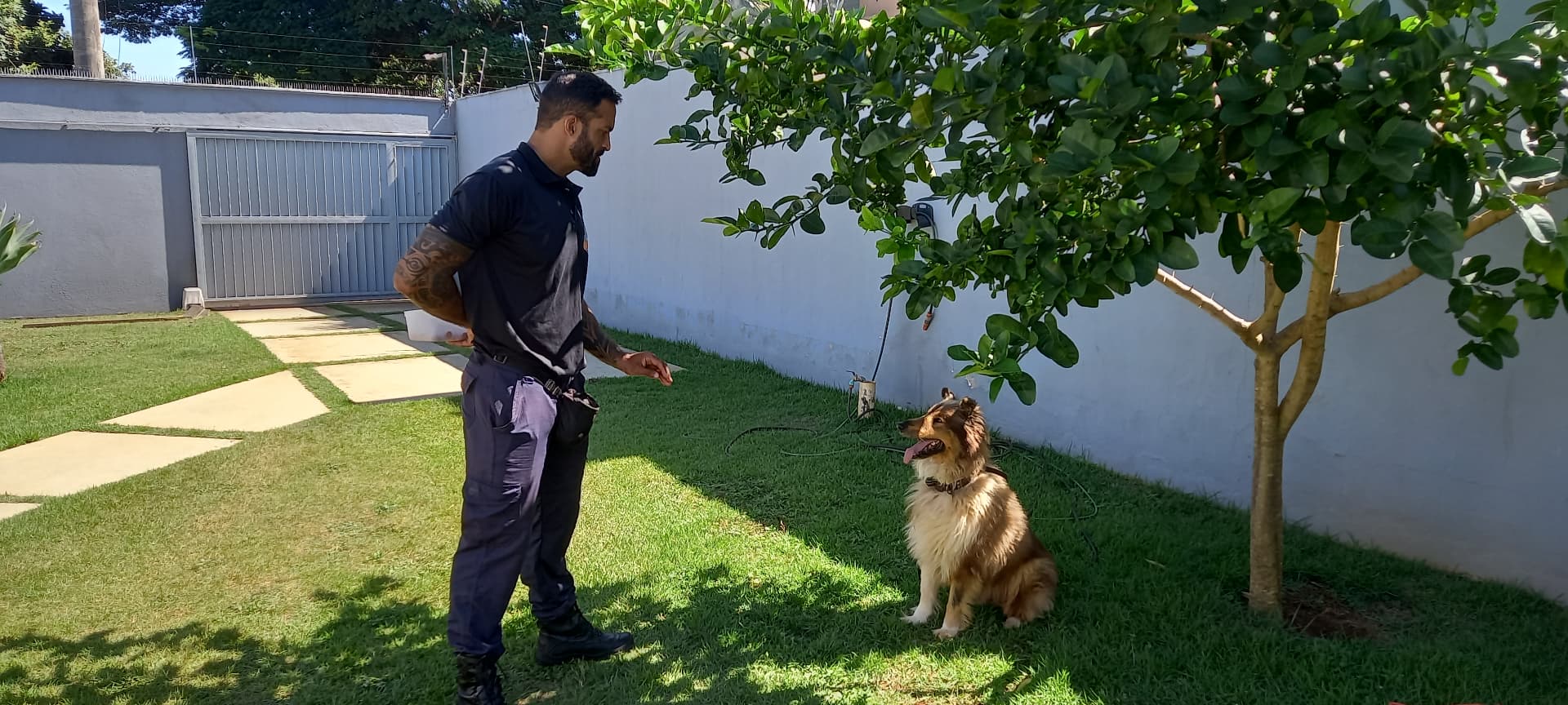 Treino de comando no quintal