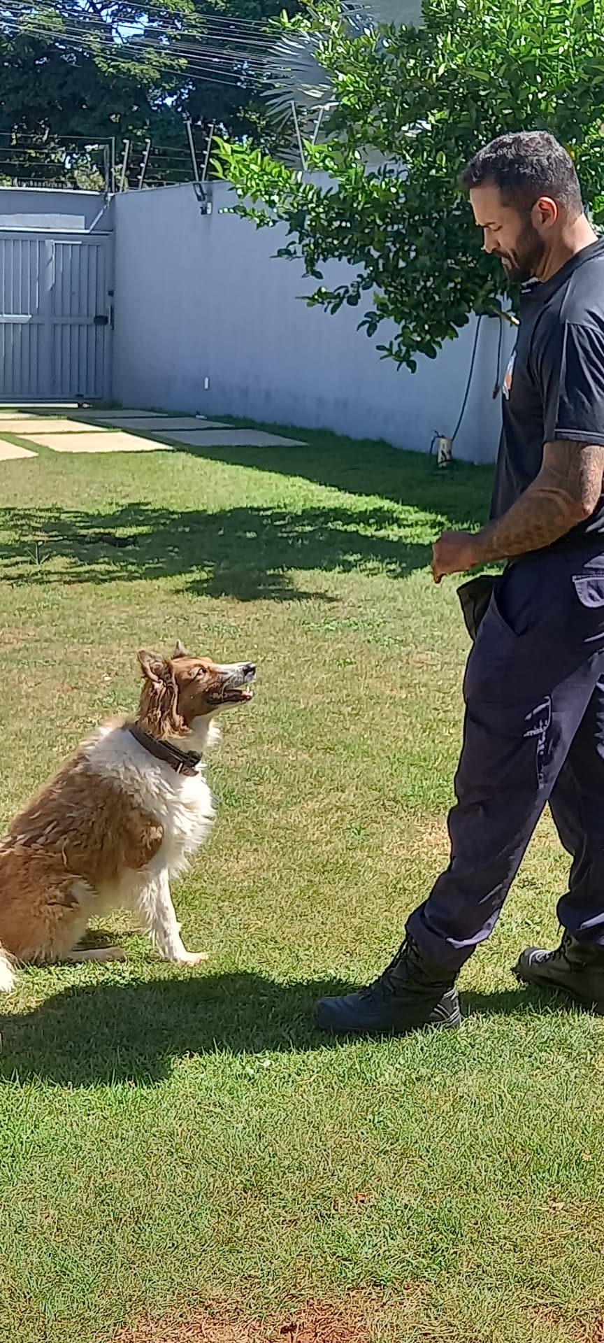 Cão atento aguardando o comando do adestrador