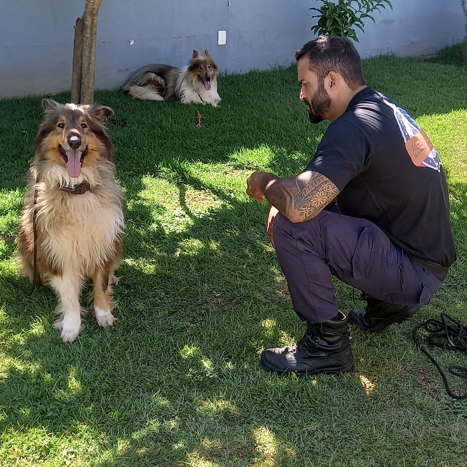 Adestrador conduzindo dois cães pastores